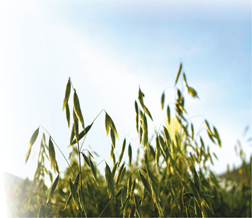 Rund die Hälfte des Hafers in Deutschland dient mittlerweile zu Nahrungszwecken.