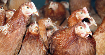 Legehennen sind Hochleistungstiere. Bei Störungen ihres Wohlbefindens muss unverzüglich gehandelt werden.