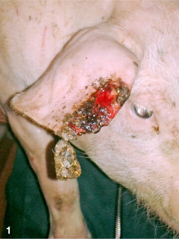 Weder für die Schwanzverluste noch für die Ohrverletzungen lassen sich eindeutige Ursachen feststellen. Schweine reagieren sehr sensibel auf ihre Umwelt. Das oft durch Stress induzierte Verhalten des Beißens kann durch Zugluft, Beschäftigungsmangel oder unzureichende Futteraufnahmemöglichkeiten hervorgerufen werden.