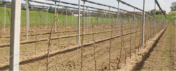 In der im Fr�hjahr gepflanzten Versuchsanlage werden resistente Sorten getestet.