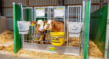 Die neuen K�lberboxen bieten Platz f�r zwei Tiere.�