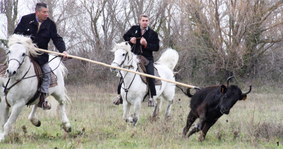 Das Camargue-Pferd ist ein kleines, robustes Pferd, das vorwiegend in der Camargue lebt.