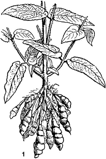 Illustration von Knollenziest aus dem Jahr 1895 im �Dictionary of Words and Things"