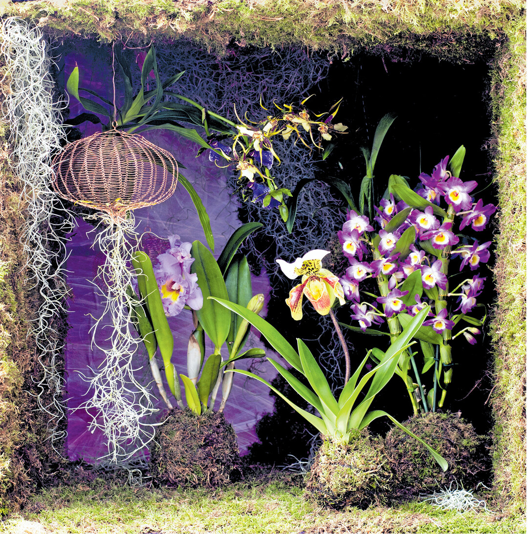 bild der woche Die Vielfalt von Orchideen ist immer wieder beeindruckend. H�ngend: Zygopetalum (blaue Bl�ten), Brassia (helle Bl�ten). Stehend (v. l.) Cattleya, Paphiopedilum (Frauenschuh) und Dendrobium nobile. Cattleya wird auch die K�nigin der Orchideen genannt, ihre Bl�ten werden f�nf bis f�nfzehn Zentimeter gro�.