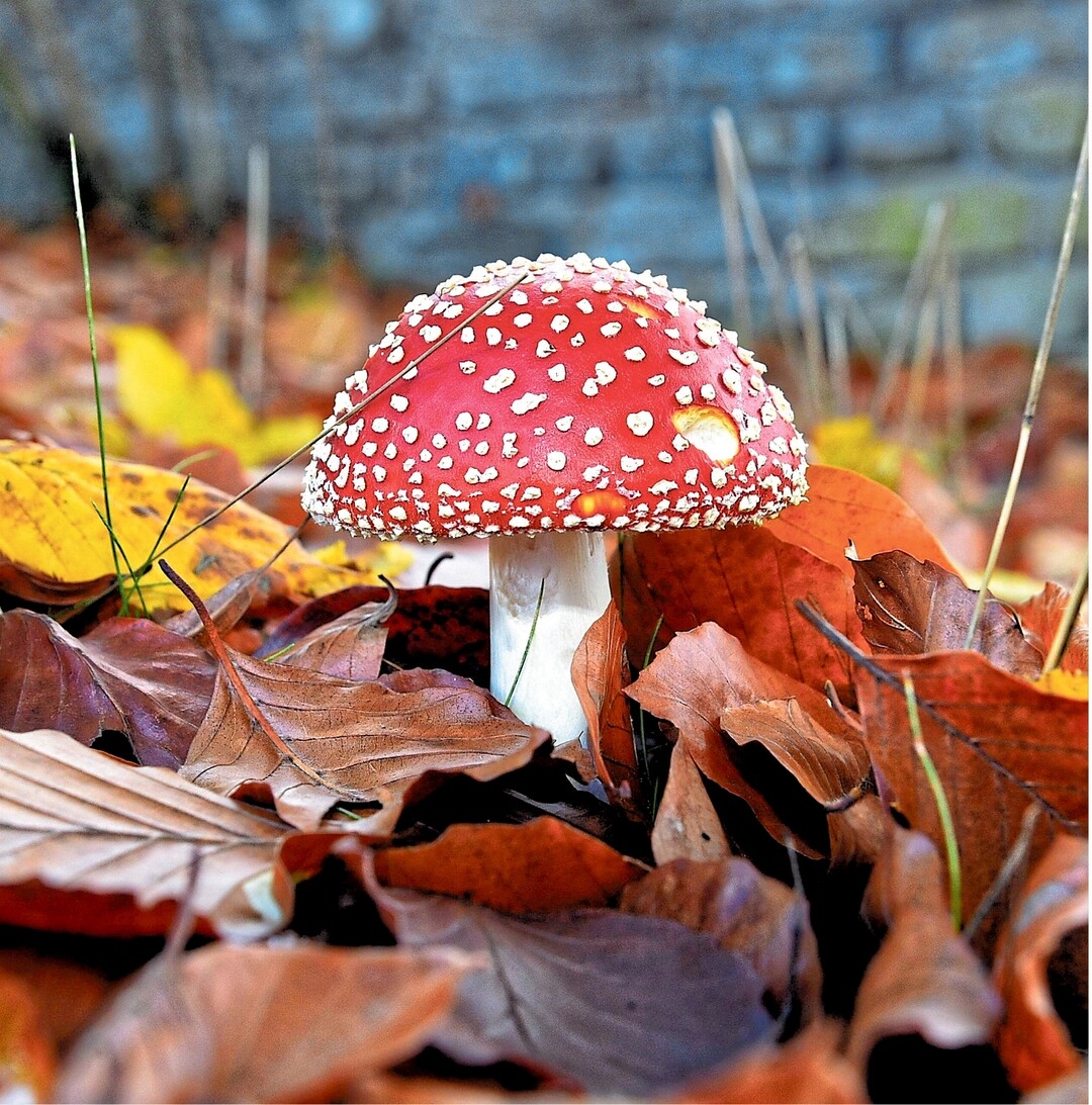 So sch�n dieser Fliegenpilz inmitten von Herbstlaub auch aussieht  zum Verzehr ist er ganz und gar nicht geeignet! Er ist n�mlich �u�erst giftig f�r uns Menschen. Fr�her wurde er zudem h�ufig verwendet, um Fliegen den Garaus zu machen. Deshalb auch der Name. Dazu wurden kleine Fliegenpilzst�ckchen in Milch getr�nkt, um die l�stigen Fliegen anzulocken. Das purpurrote M�nnlein findet man zwischen Juli und Oktober im Wald. Einzelne Exemplare, wie dieser hier, pr�sentieren sich aber auch noch bis in den November hinein  wenn auch ein wenig angefressen.