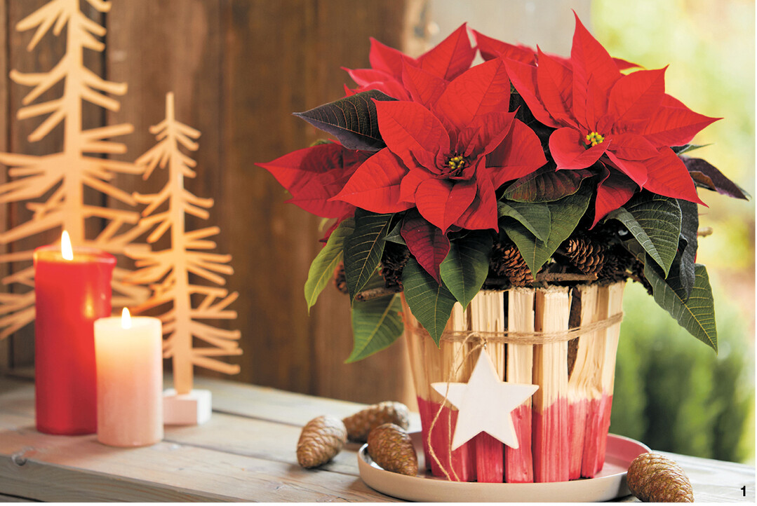 Eine Verkleidung aus Anz�ndh�lzern, Paketband und einenem schlichten Holzstern macht aus einem alten �bertopf das ideale Gewand f�r einen klassisch roten Weihnachtsstern.