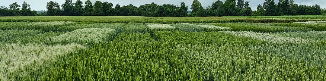 Die LSV Sommerweizen 2021 zeigen wieder, dass jede Sorte ihre eigenen St�rken und Schw�chen hat.