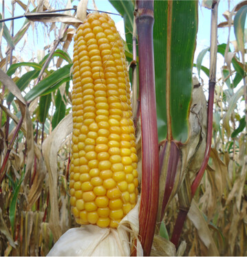 Hartmaisbetonte Sorten kommen meist besser mit schwierigen Bedingungen klar.