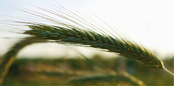 Roggen gibt bei reduzierter N-Düngung nur leicht im Ertrag nach.