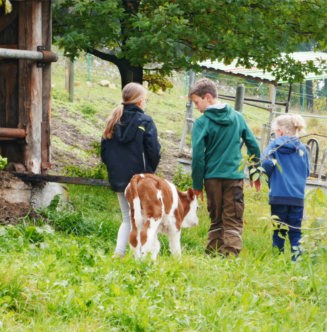 Die Geburt eines K�lbchens durften Marie, Noah und Sophie (von links) auf dem Erlebnisbauernhof von Claudia und Daniel Keppler in Schopfloch-Unteriflingen (Kreis Freudenstadt) miterleben, ein zugleich einmaliges und aufregendes Erlebnis f�r alle G�ste. Riesig war die Begeisterung und Freude der Kinder auch am n�chsten Tag, als sie bei ihrem Spaziergang rund um den Keppler-Hof vom neugeborenen K�lbchen Mockie begleitet wurden.