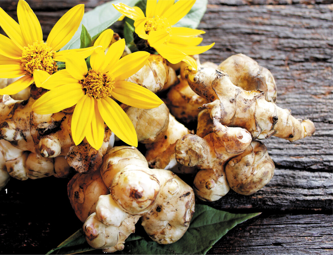 Sch�ne Bl�ten, leckere Knollen, beides bietet Topinambur.