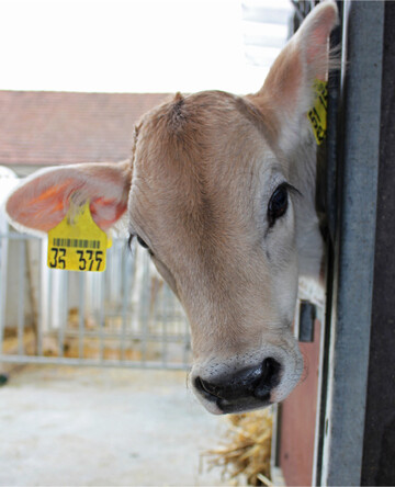 Das Transportalter für die Verbringung von Kälbern beträgt ab Januar 2023 vier Wochen, statt wie bisher 14 Tage. Damit verbunden sind höhere Kosten für die Tierhalter.
