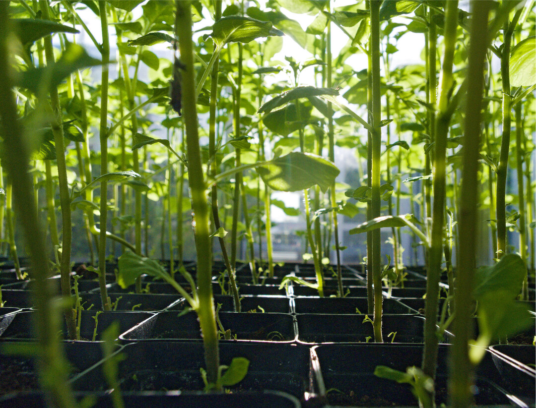 Junge Kartoffelpflanzen reagieren besonders sensibel auf Hitze- und Trockenstress.