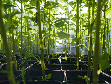 Junge Kartoffelpflanzen reagieren besonders sensibel auf Hitze- und Trockenstress.