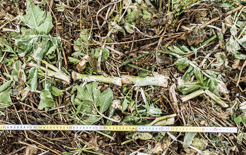 Die Intensität der Zerkleinerung beeinflusst maßgeblich die Umwandlung des im Pflanzengewebe gebundenen Stickstoffs.