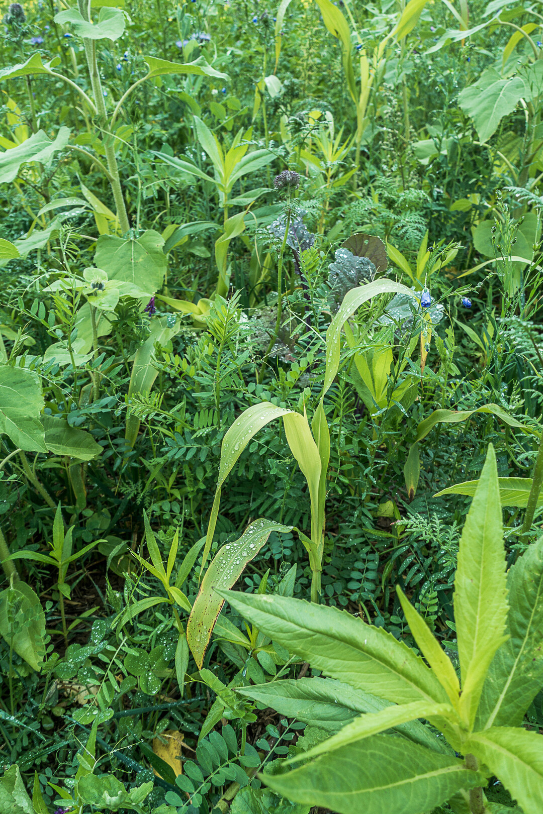 Durch angepassten Zwischenfruchtanbau k�nnen Unkr�uter erfolgreich unterdr�ckt werden.