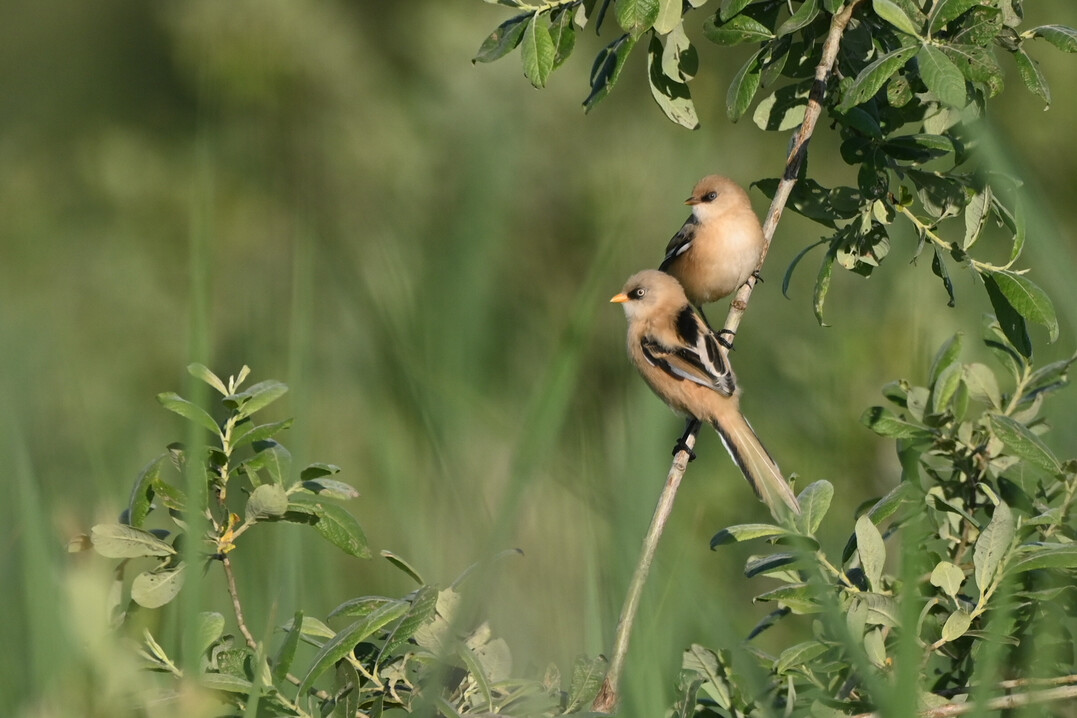 Junge Bartmeisen, vorne ein M�nnchen, hinten ein Weibchen. Aufgenommen am Federsee.