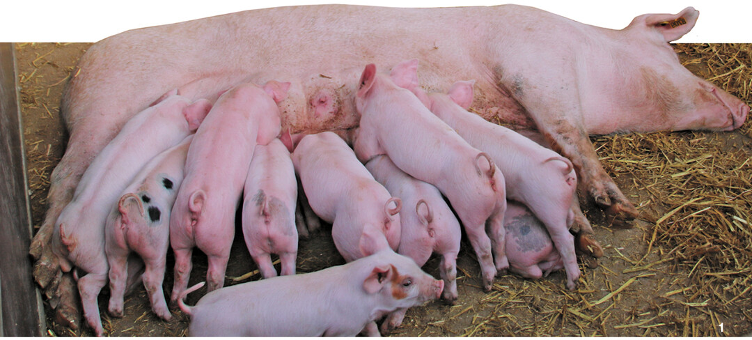 Pro Sau werden durchschnittlich zehn bis zw�lf Ferkel abgesetzt.