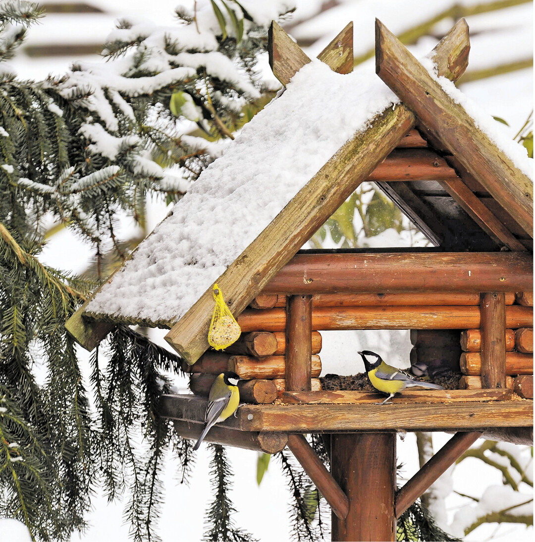 Wer jetzt Zeit und Lust hat, kann Futterh�uschen f�r V�gel bauen oder mit Nistk�sten schon mal f�rs Fr�hjahr vorarbeiten. Wie leicht es ist, f�r verschiedene Vogelarten spezifische Nistk�sten zu bauen, das erfahren Sie unter www.baden-wuerttemberg.nabu.de. Mit der Motors�ge schnell gemacht ist auch eine Futterr�hre, wie auf der Seite 48.