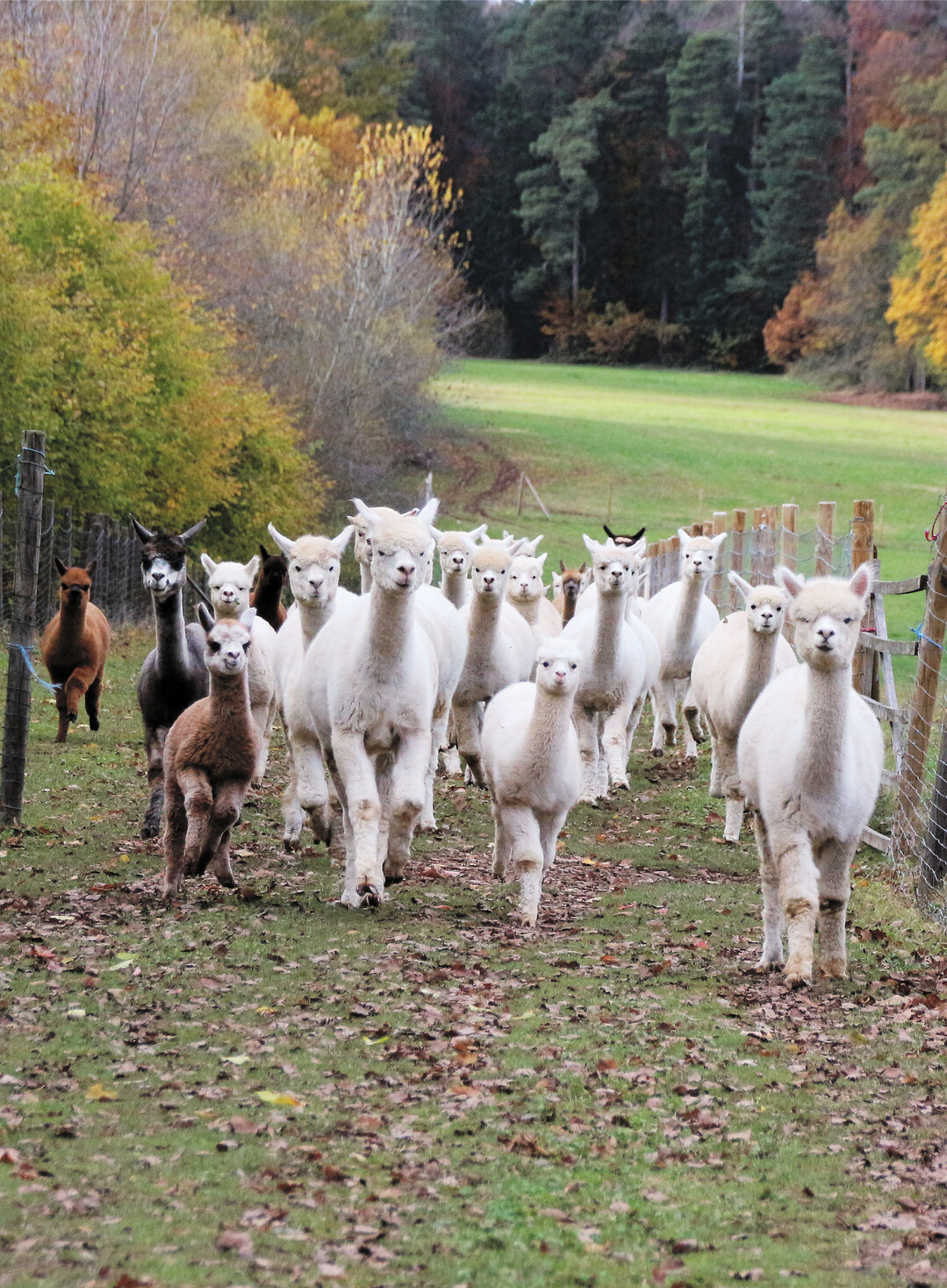 Wenn Kusterer pfeift und den Kraftfuttereimer sch�ttelt, kommt die Alpakaherde von der Weide getrabt.