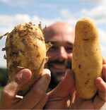 So sehen einwandfreie Kartoffeln aus Baden-Württemberg aus.
