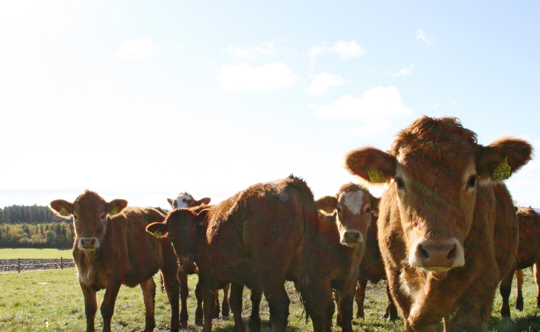 Rinderherde von Betrieb Mahler auf der Weide.