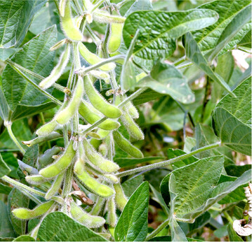 Sojabohnen f�hlen sich in milden Lagen wohl.