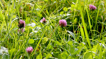 Leguminosen ertragen Trockenheit deutlich besser als Gr�ser. Damit sie sich gut im Bestand etablieren, darf nur verhalten mit Stickstoff ged�ngt werden.