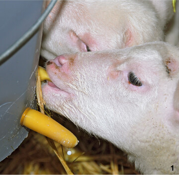 Reicht die Milch des Mutterschafes nicht aus, sollten die Jungtiere mit einer Ersatztr�nke versorgt werden. Das kann Kuhmilch oder ein f�r L�mmer geeigneter Milchaustauscher sein.