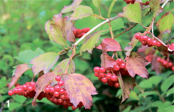 Am Waldrand ist Bl�hendes und Fruchtendes wichtig wie Brombeere, Schlehe, Gew�hnlicher Schneeball (Bild), Pfaffenh�tchen und die Salweide.