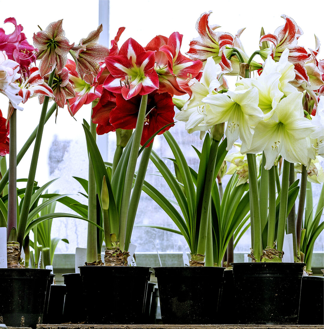 Winterzeit ist auch immer Amaryllis-Zeit. Traditionell gibt es die Hippeastrum, wie die Amaryllis botanisch hei�t, in roten und wei�en Sorten, es gibt sie aber auch in Gelb, Gr�n, Orange und Rosa. Manche sind elegant gestreift, andere wild gesprenkelt. Einige erinnern in ihrer Form entfernt an Seesterne, gef�llt bl�hende verbreiten im Haus romantischen Charme. Im Supermarkt und Gartencenter findet sich eine Auswahl der bekanntesten Varianten, doch wer auf der Suche nach dem Besonderen ist, sollte sich online auf die Suche begeben. Dort finden sich auch Sorten, die au�erhalb der Norm, noch ganz neu oder herrlich ausgefallen sind.