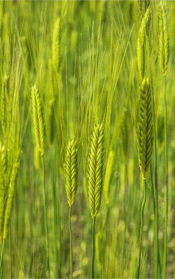 Der Anbau von Einkorn kann eine interessante Vermarktungsnische darstellen.