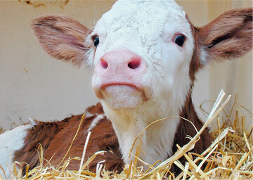 Kälber sollten keinem unnötigen Stress ausgesetzt werden. Je höher das Stresslevel ist, desto krankheitsanfälliger werden die Kälber.