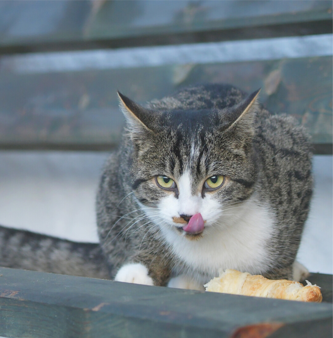 Schleckermaul Emil ist ein junger Kater auf einem Bauernhof im Allg�u. Der B�cker hatte Weckle und Croissants geliefert  f�r die Ferieng�ste, nicht f�r die Katzen. Doch das wusste Emil nicht  oder noch wahrscheinlicher: Es war ihm egal. Die H�rnchen dufteten anscheinend allzu verlockend nach Butter. So hat sich Emil eins davon aus dem Korb geangelt und verspeist es mit Genuss. Ob es ihm gut bekommen ist, ist nicht bekannt ... fs