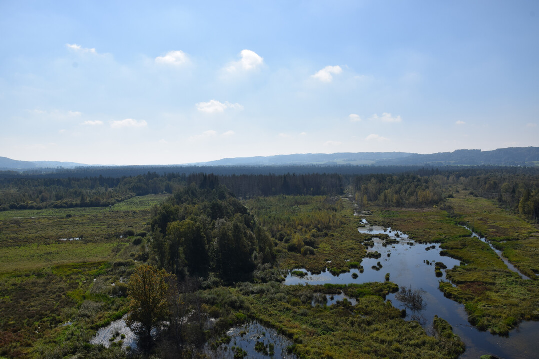 Wiedervern�sstes Moor  im Pfrunger-Burgweiler Ried.
