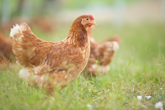 Der Bundesverband Mobile Geflügelhaltung e. V. (BVMG) hat eine neue Broschüre für Legehennenhalter veröffentlicht.