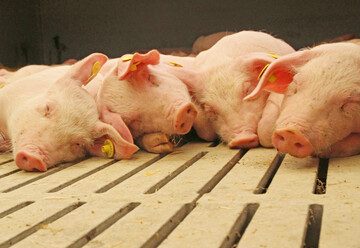 Die UEG will ihre Schweine k�nftig mit einem oder mehreren Partnern vermarkten.