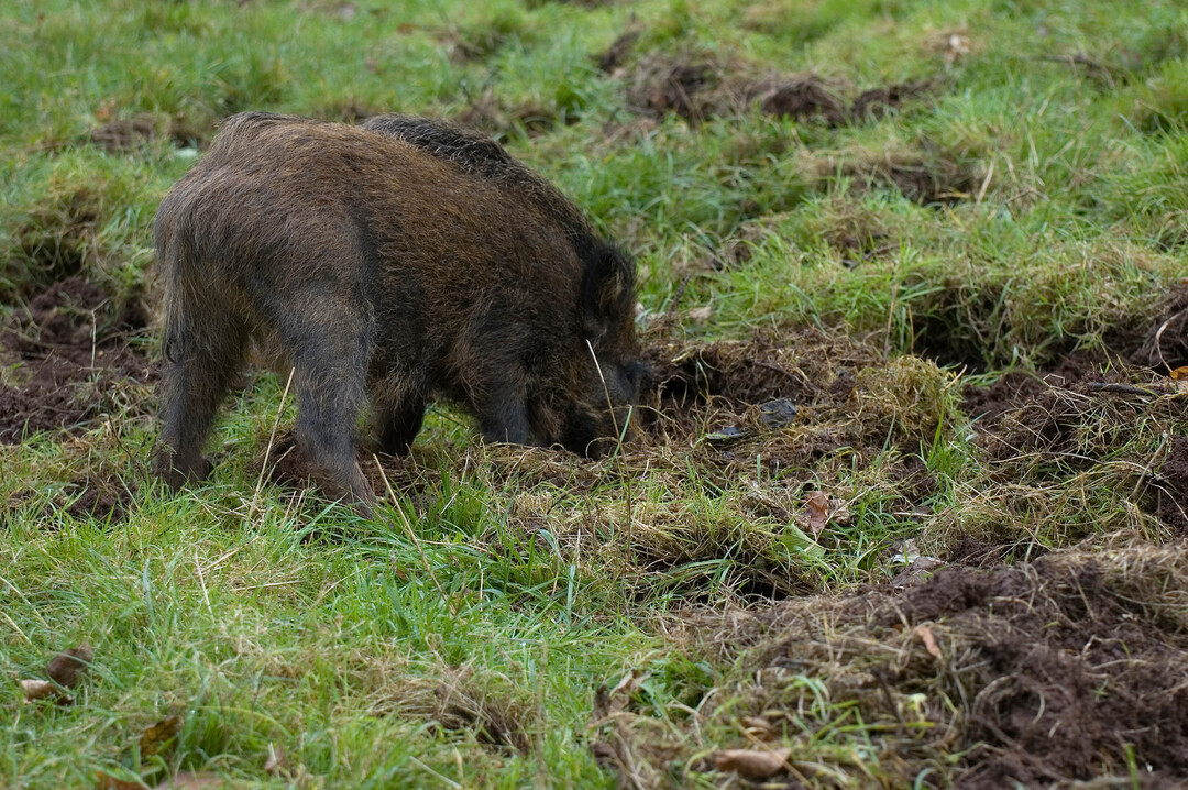 Wildschwein bei der Futtersuche