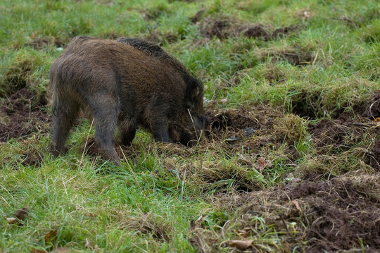 Wildschwein bei der Futtersuche