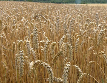 Der nasse Herbst 2023 st�rte in Nordwesteuropa die Weizensaat. Deshalb wird 2024 mit einer kleineren EU-Weizenernte als vor einem Jahr gerechnet. 