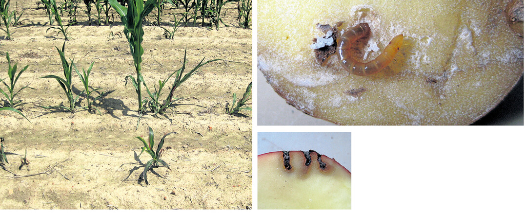 Drahtw�rmer k�nnen viele landwirtschaftliche Kulturen sch�digen. Fra�schaden an Mais (ganz links) und an Kartoffel (links und oben). Die Sch�den unterscheiden sich ja nach Drahtwurmart. Manche Fra�g�nge sind schmal und tief, andere breiter, wieder andere bleiben eher an der Oberfl�che der Kartoffel.