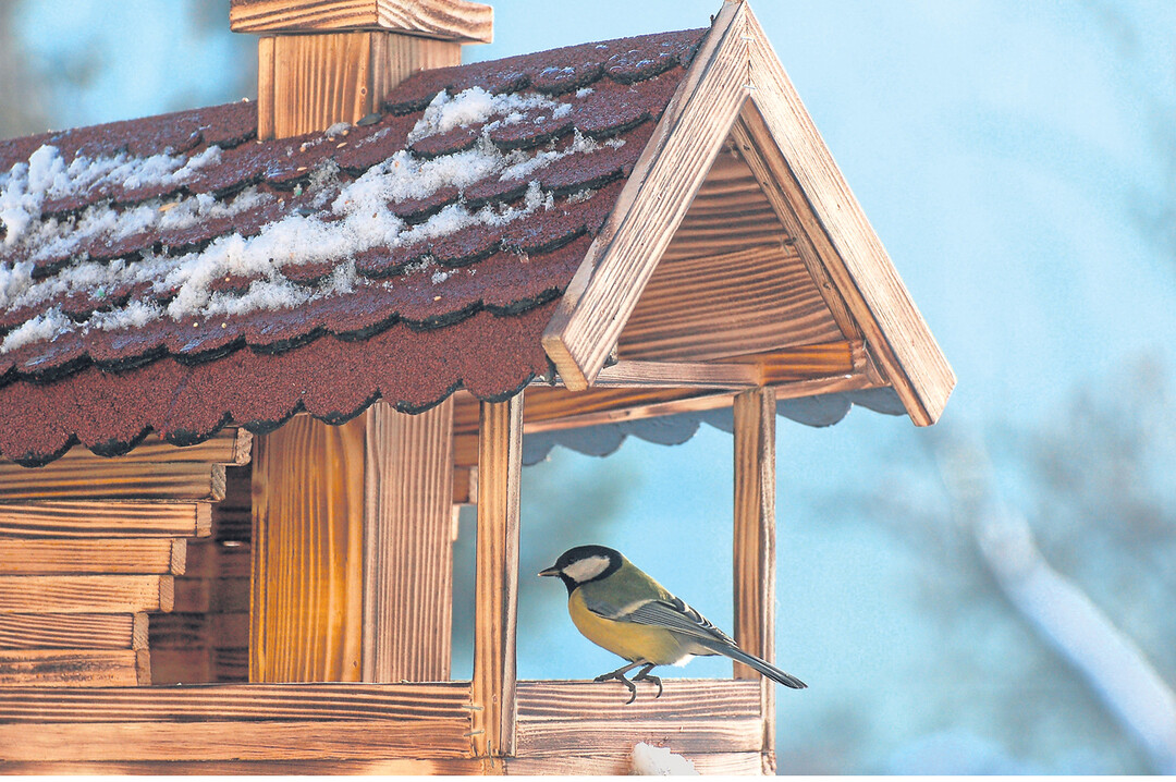 Vogelf�tterung ist Umweltbildung. Wichtig: Die Vogelh�uschen regelm��ig reinigen und das Futter vor Regen sch�tzen. Die Kohlmeise ist die Vogelart, die im Winter am zweith�ufigsten unsere G�rten besucht.