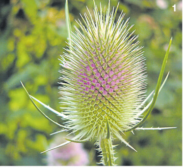 Die Bl�tenknospen entwickeln sich ringf�rmig in der Mitte des Bl�tenstands.