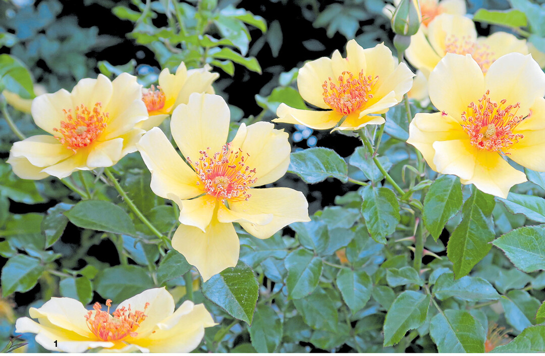 Mit der �Papillon Collection" setzt der Z�chter Pheno Geno Roses auf den aktuellen Naturtrend.