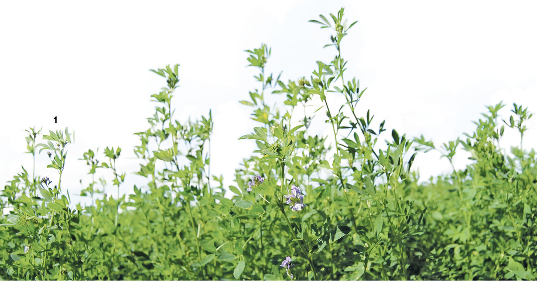 Luzerne ist nach den Worten von Biolandberater Jonathan Kern die wichtigste Kultur im Biobetrieb.