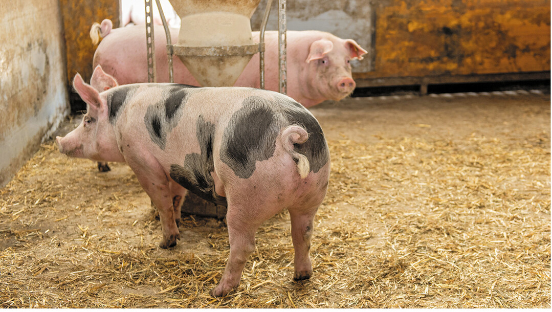 Mit dem richtigen Mix aus heimischen Eiwei�futtermitteln erreichen �komastschweine hohe t�gliche Zunahmen. Infrage kommen K�rnerleguminosen und �lsaaten.