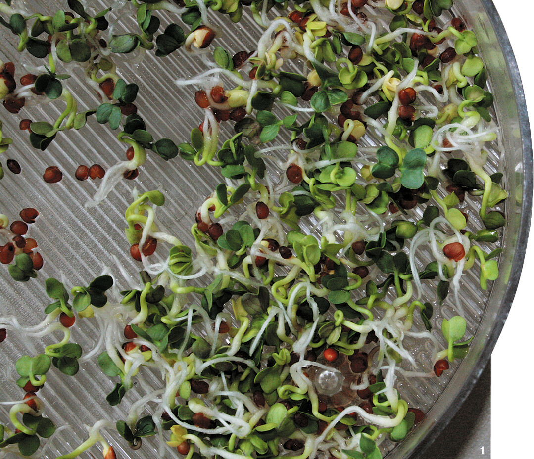 Radieschen keimen rasch.