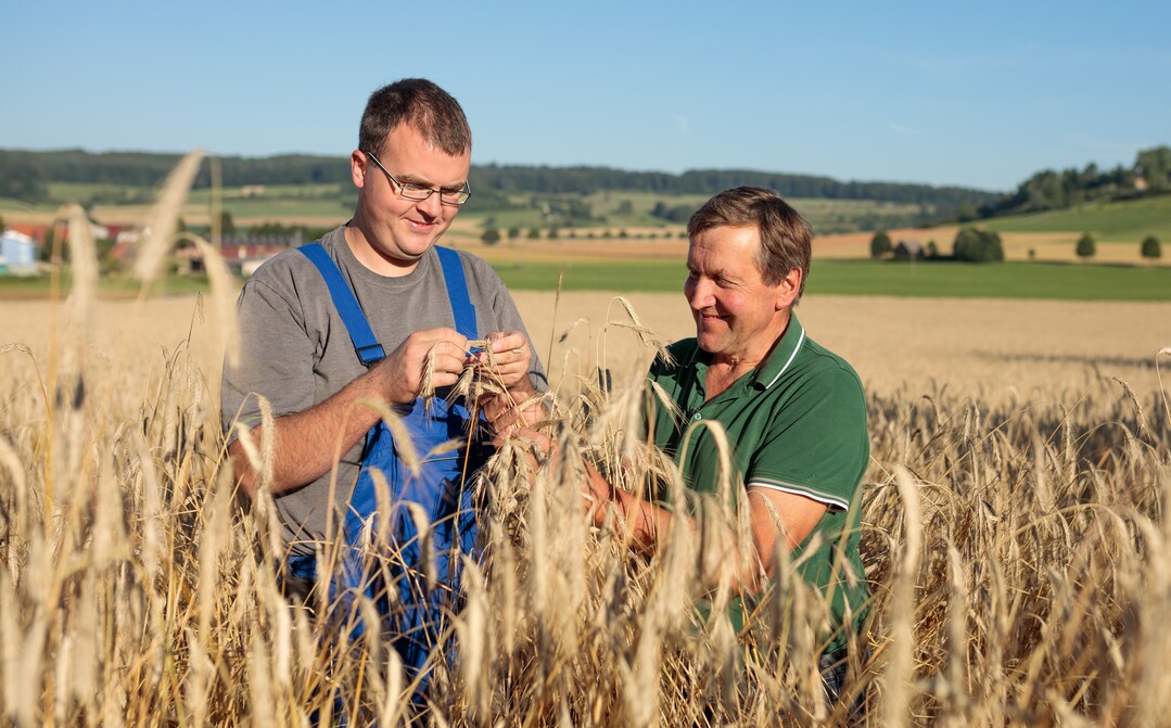 Eine Vernetzung, die in der Biomusterregion Heidenheim gefruchtet hat, ist das Thema Braugerste. Die Härtsfelder Familienbrauerei Hald hat sich mit der Erzeugergemeinschaft Kornkreis zusammengetan und kann nun Biobraugerste aus der Region beziehen.