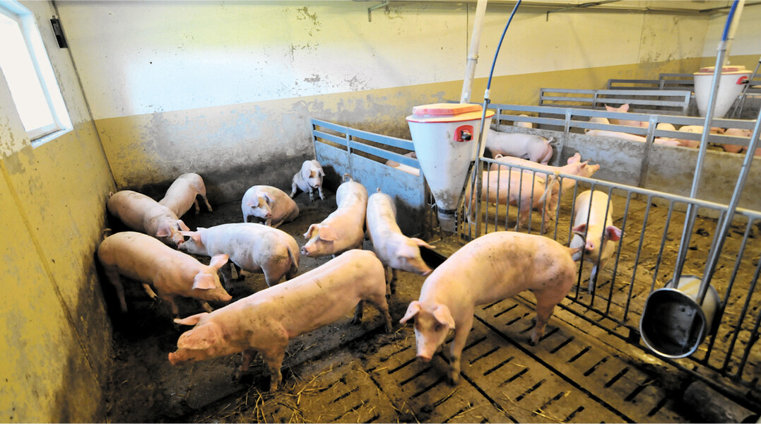 In Mastschweinest�llen werden vielfach Spaltenb�den eingebaut. Die B�den punkten mit ihrer Rutschfestigkeit, W�rmeleitf�higkeit und den vergleichsweise niedrigen Anschaffungskosten.