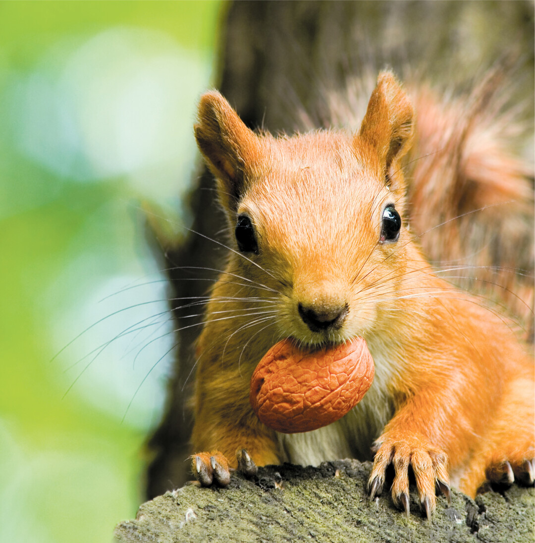Mit ihren schwarzen Knopfaugen, dem buschigen Schwanz und ihrer Vorliebe f�rs M�nnchen-Machen sind Eichh�rnchen klare Sympathietr�ger. Bei einem Spaziergang im Wald, Park oder im Garten lassen sich jetzt noch viele Tiere beim Sammeln beobachten. Sie vergraben einzelne N�sse an verschiedenen Stellen. Da sie keinen Winterschlaf halten, m�ssen sie t�glich auf Sammeltour gehen. Und was sie nicht mehr finden, kann wachsen und so tragen Eichh�rnchen auch zur Verbreitung von Baum- und Straucharten bei.